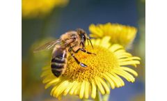 World Bee Day