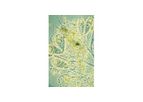 ENTEX - Conventional Activated Sludge