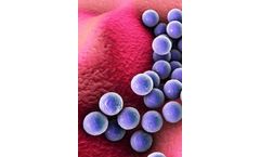 Focus - Pseudomonas Aeruginosa