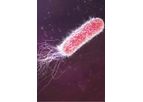 Focus - Escherichia Coli