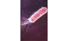 Focus - Escherichia Coli