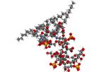 Focus - Endotoxin