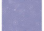 Focus - Sterility