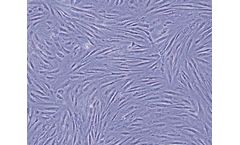 Focus - Sterility