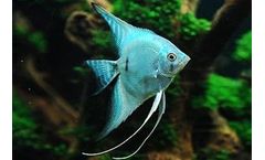 Different Kinds of Freshwater Angelfishes (2)