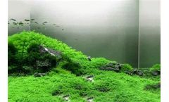 8 Main Points of Aquatic Plant Trimming (2)