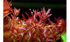 8 Main Points of Aquatic Plant Trimming (1)