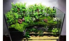 How to Make a Paludarium? ——Aquascaping Knowledge Get You Done!