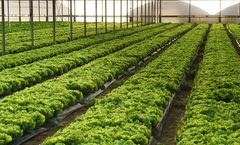Direkci - Soil-Based Agricultural Greenhouse
