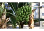 Direkci - Banana Production Greenhouses