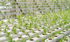Direkci - Seedling Greenhouses