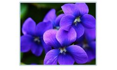 Gayatri - Acid Violet Dyes