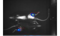 Microscope System for Stem Cells