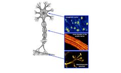 Microscope System for Peripheral Nerve Imaging