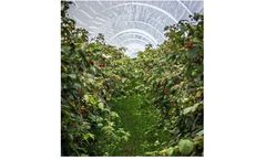Subterranean Irrigation System for Horticulture