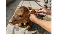Dairy Herds Records Processing Software