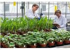 AgroChemex - Glasshouse Studies Services