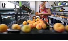 Greefa- Mar?n Garc?a - MultiSort 1 lane for peaches, donut peaches and other round fruits in Spain Video