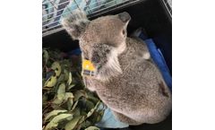 Koalas - GPS Ear Tags