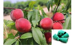 ECOMAN - Peach Fruit Moth Lure