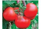 Model F1 HYBRID HB-106 - High-Yield Tomato Variety