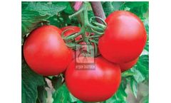 Model F1 HYBRID HB-106 - High-Yield Tomato Variety