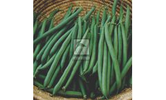 Model HB-GOMTI - Beans