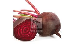 Model HB-48 SNEHA - Beet Root