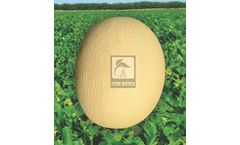 Model HB-ANUP - Musk Melon