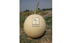 Model HB-ARJUN - Musk Melon