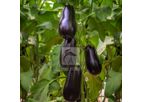Model HB-HARA - Brinjal