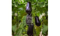 Model HB-HARA - Brinjal