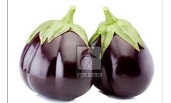 Model HB-MIRAJ - Brinjal