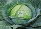 Model HB-JASMINE 601 - Cabbage