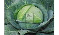 Model HB-JASMINE 601 - Cabbage