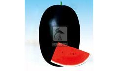 Model CHARLIE - Water Melon