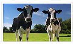 Feed Formulation Software for Farming