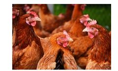 FeedAccess - Animal Nutrition Service
