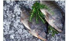 Fresh Whole Round Tilapia