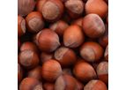 Fruit Tree Nursery - FRUIT NURSERY Hazelnut