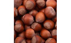 Fruit Tree Nursery - FRUIT NURSERY Hazelnut