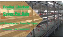 Project Of Broiler Chicken Cages For Sale In Tanzania To Raising 50000 Chickens