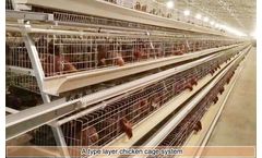 Livi - Model A Type - Layer Chicken Battery Cage System