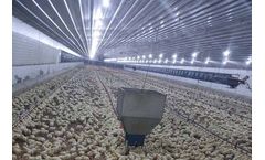 Broiler Raising Equipment - Automatic Broiler Pan Feeding System