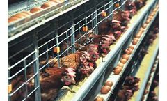 Efficient Broiler Raising System - Model Layer Cage Equipment - Efficient Broiler Raising System