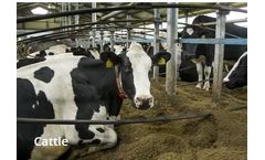 Solutions for other Livestock