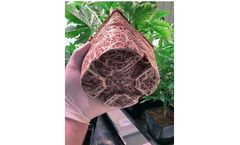 Cultivation of high quality cuttings using near to full-spectrum LED