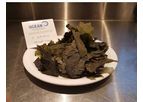 Ocean-Rainforest - Saccharina latissima Seaweed