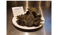 Ocean-Rainforest - Saccharina latissima Seaweed