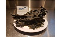 Ocean-Rainforest - Alaria Esculenta Seaweed
